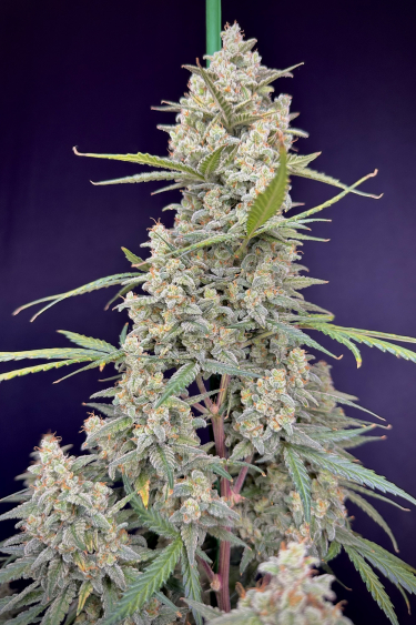 Instagram Mimosa Cake Auto