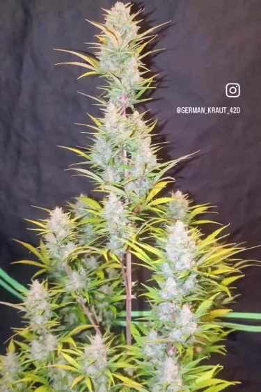 Instagram Sour Jealousy Auto