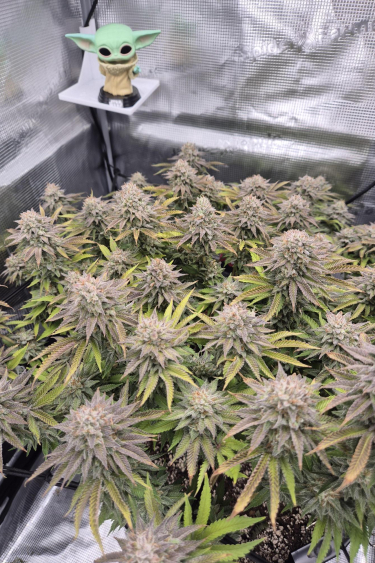 Instagram Gorilla Melon