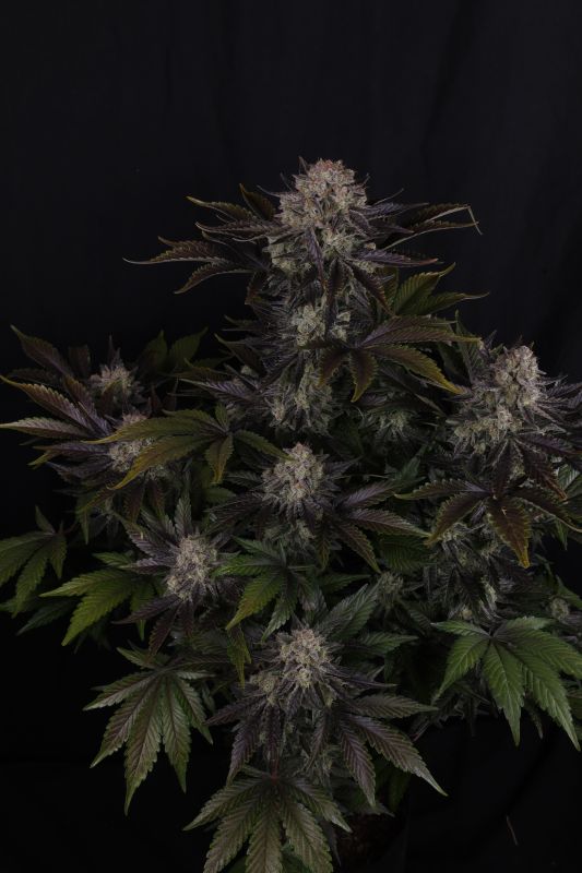 Instagram Frostbanger Auto