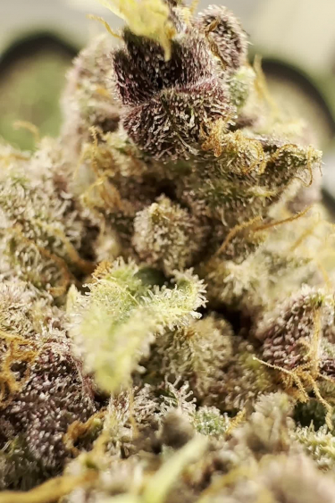 Tropicana Cookies Auto