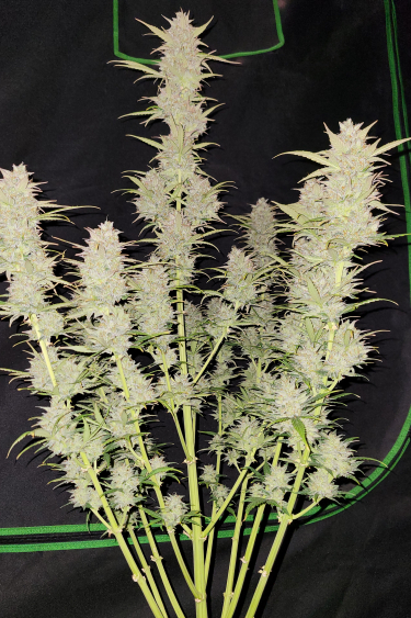 Instagram Moby Dick Auto