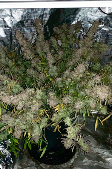 Instagram Girl Scout Cookies Auto