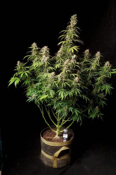 Instagram Cinderella Auto