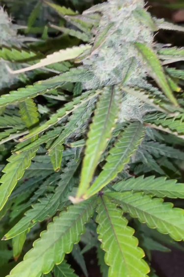 Instagram Lemon Pie Auto