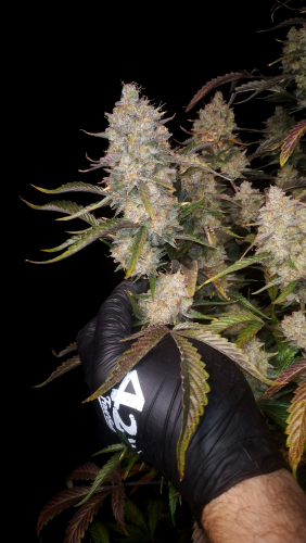 Instagram Gorilla Z Auto