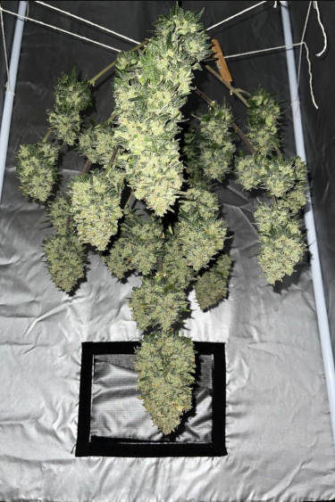 Instagram Mimosa Cake Auto