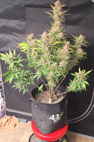 Instagram Purple Haze Auto