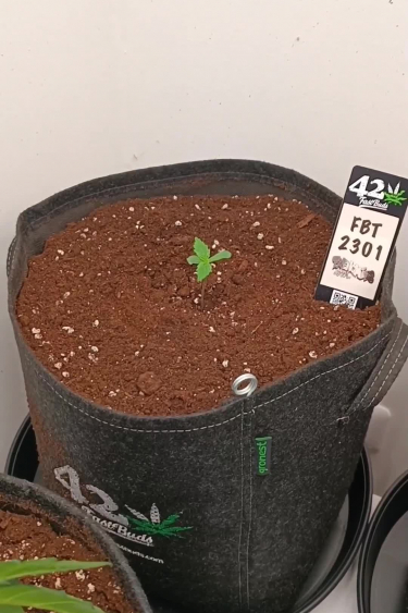 420 Geotextile Autoflower Pot