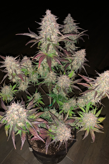 Instagram Lemon Pie Auto