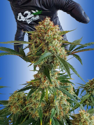 Instagram Strawberry Gorilla Auto