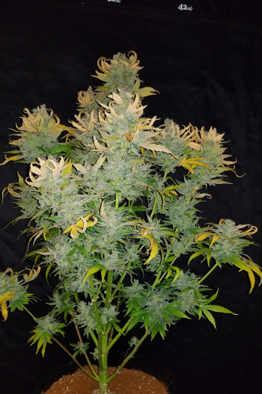 Instagram CBD Auto 11 CBD Crack