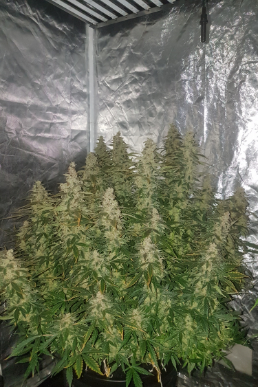 Instagram Stardawg Auto