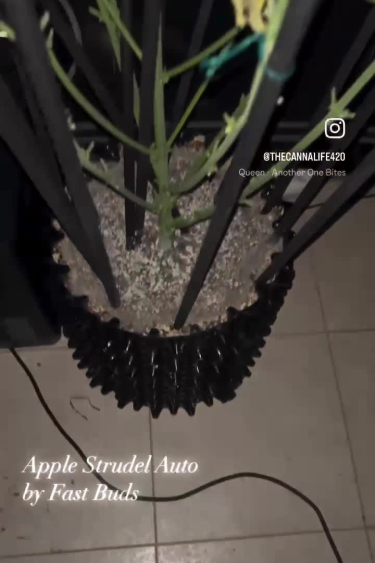 Apple Strudel Auto™