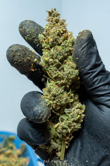 Instagram Smoothie Auto