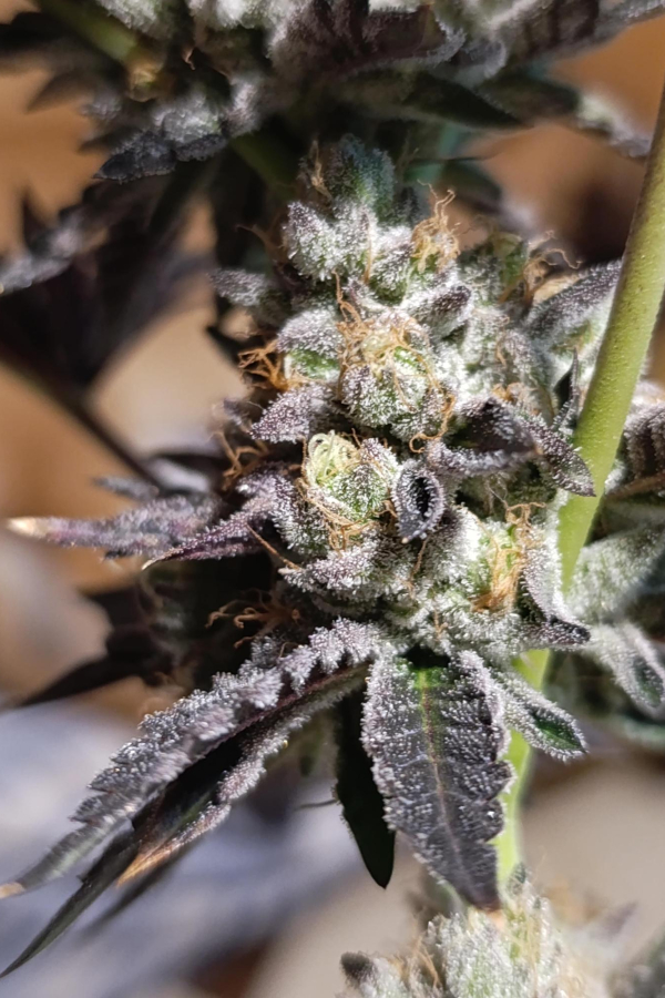 Instagram Biscotti Gelato