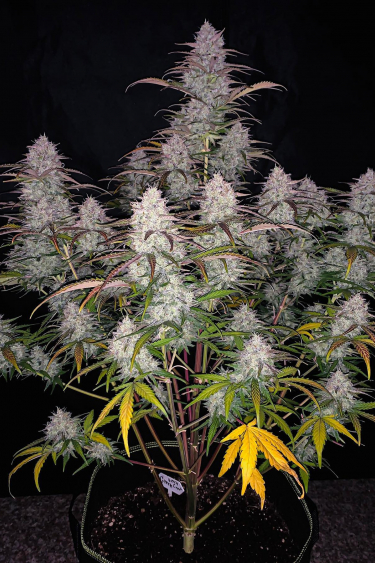 Instagram Green Crack Auto