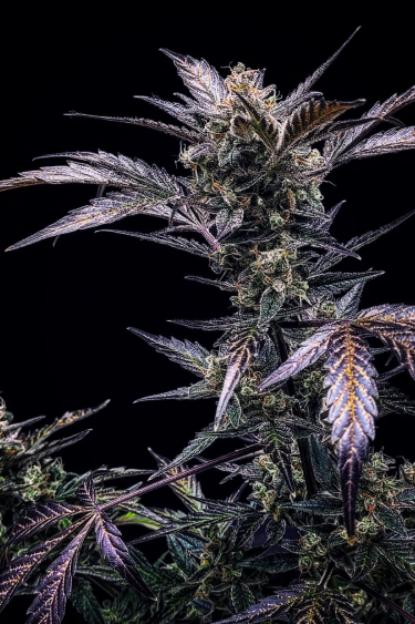 Instagram Amnesia Z Auto