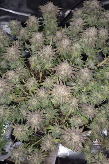 Instagram Gorilla Melon