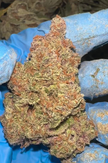 Instagram Frostbanger Auto