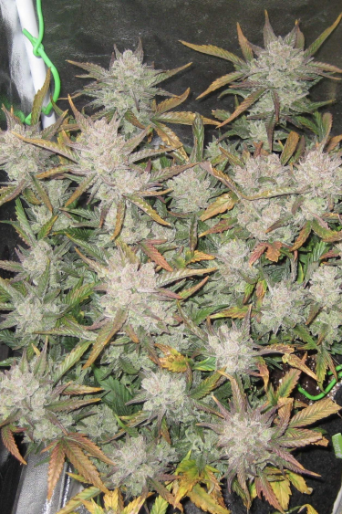 Instagram Gorilla Auto