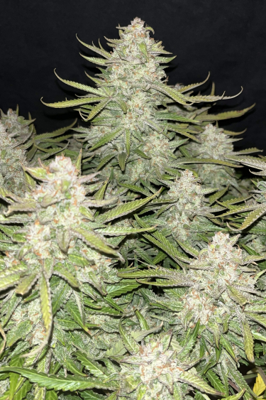 Instagram Strawberry Banana Auto