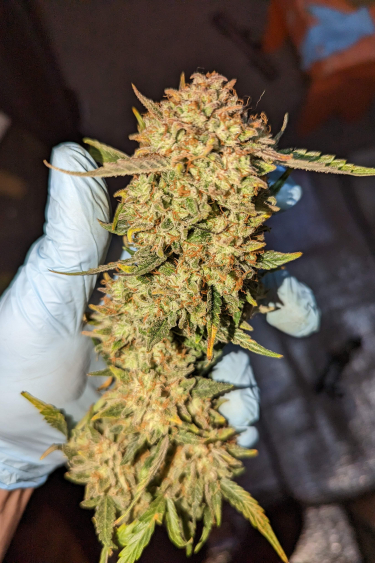 Instagram BubbleGum Auto