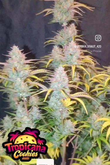 Tropicana Cookies Auto