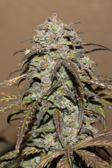 Instagram West Coast OG Auto