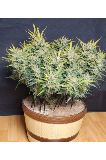 Instagram Girl Scout Cookies Auto