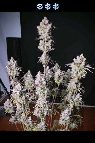 Instagram Big Bud Auto