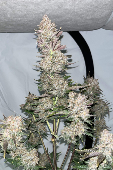 Instagram Apricot Auto