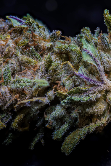 Instagram Trainwreck Auto