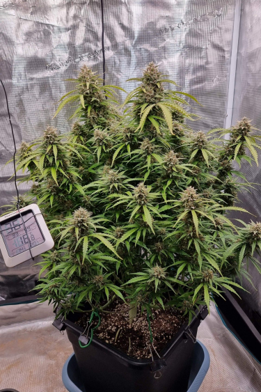 Instagram Strawberry Banana Auto