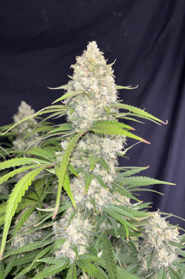 Instagram Ztrawberriez Auto