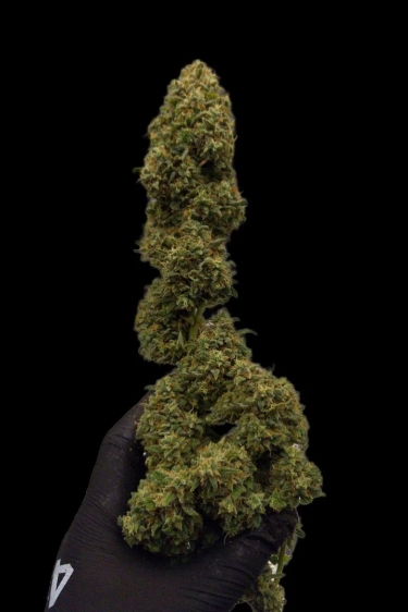 Instagram Kosher Cake Auto