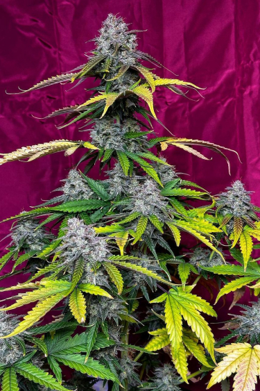 Instagram Strawberry Gorilla Auto