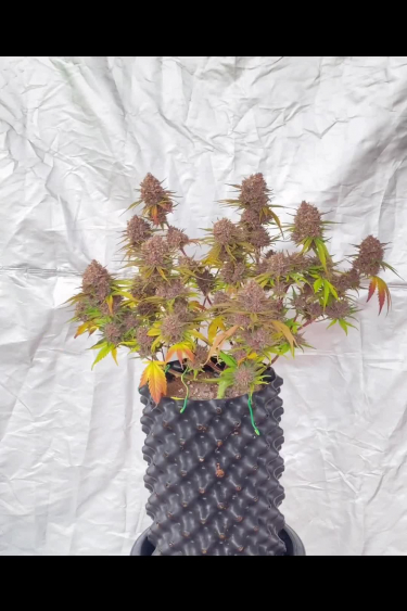 Banana Purple Punch Auto