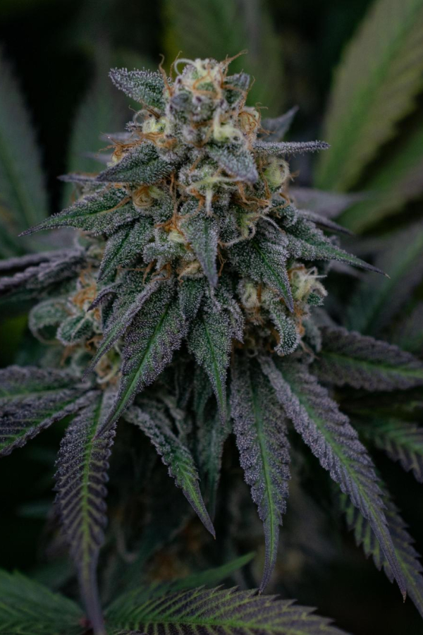 Instagram Lemon Cherry Runtz