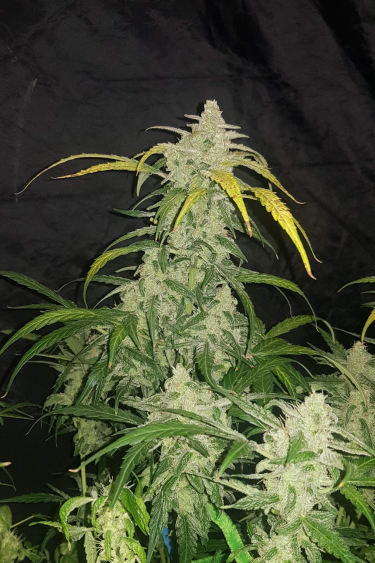 Instagram Jack Herer Auto