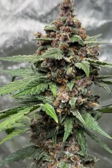 Lemon Cherry Cookies Auto