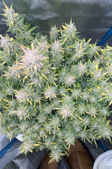Instagram Amnesia Z Auto
