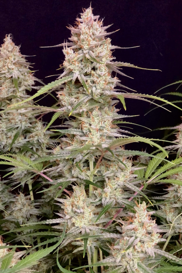 Instagram Bruce Banner Auto