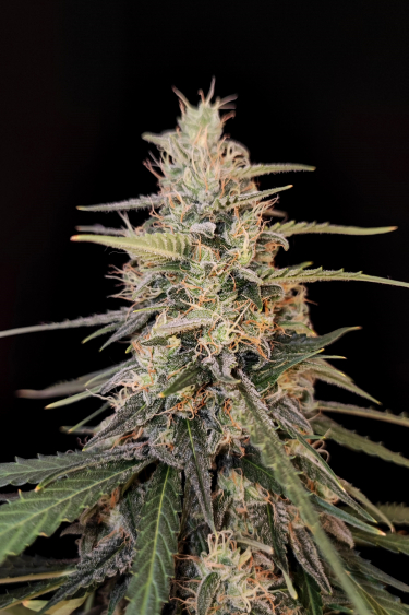 Instagram Sour Diesel Auto