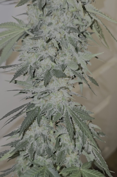 Gorilla Cookies Auto