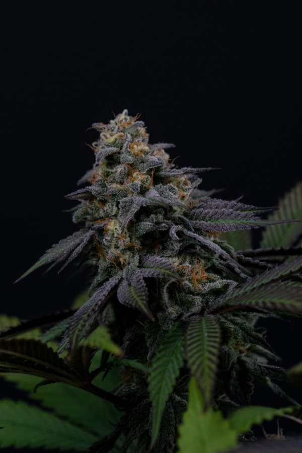 Instagram Lemon Cherry Runtz