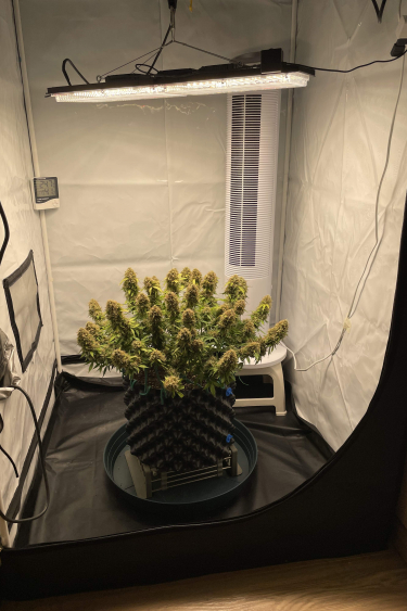 Instagram Northern Lights Auto