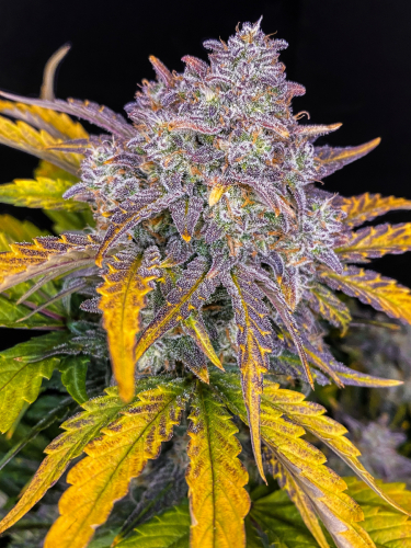 Instagram Strawberry Pie Auto