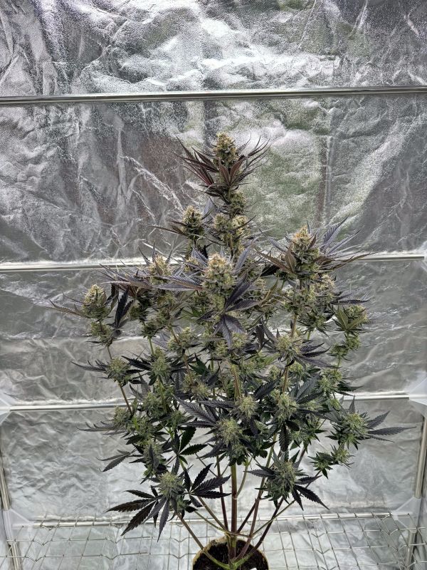 Instagram Guava Auto RF3