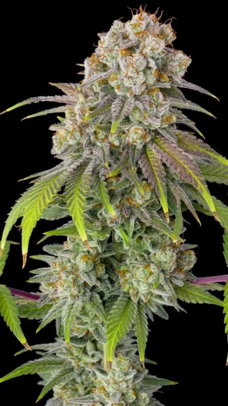 Gorilla Cookies Fastflowering @highigan.official IG